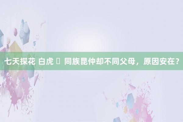 七天探花 白虎 ​同族昆仲却不同父母，原因安在？
